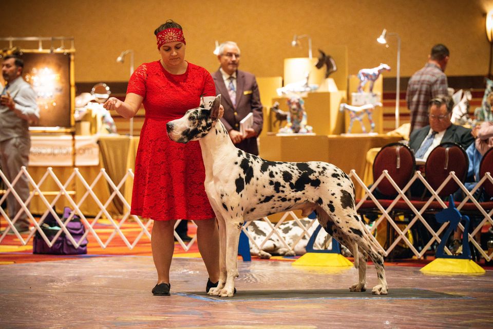 LeeAnnette Gold Paisley Bandana on Red with Rose Gold and Diamond Clear Crystals (Sku4367)
