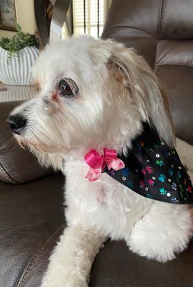 Rally Skull and Wings